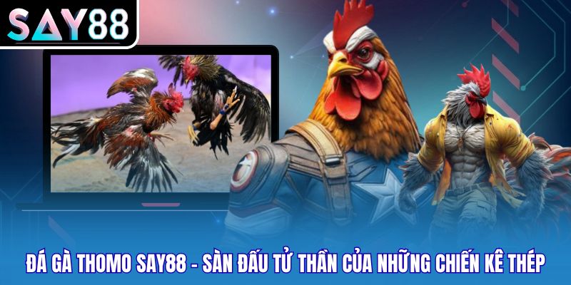 Đá Gà Thomo Say88 - Sàn Đấu Tử Thần Của Những Chiến Kê Thép