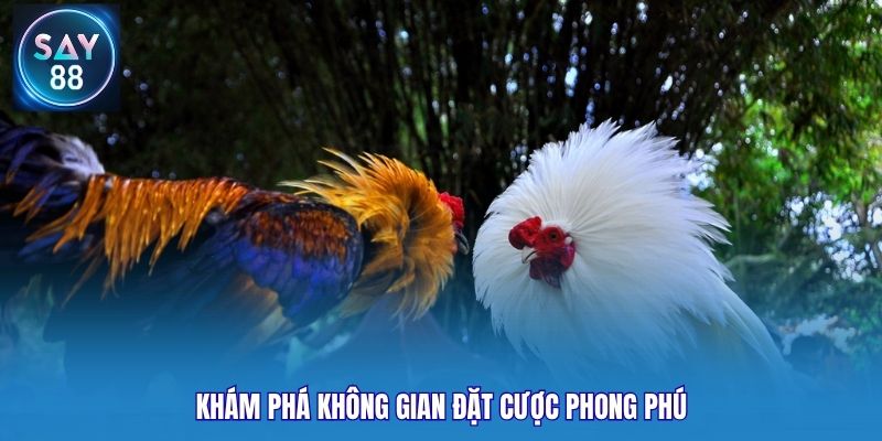 Khám phá không gian đặt cược phong phú