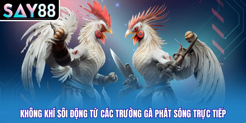 Không khí sôi động từ các trường gà phát sóng trực tiếp