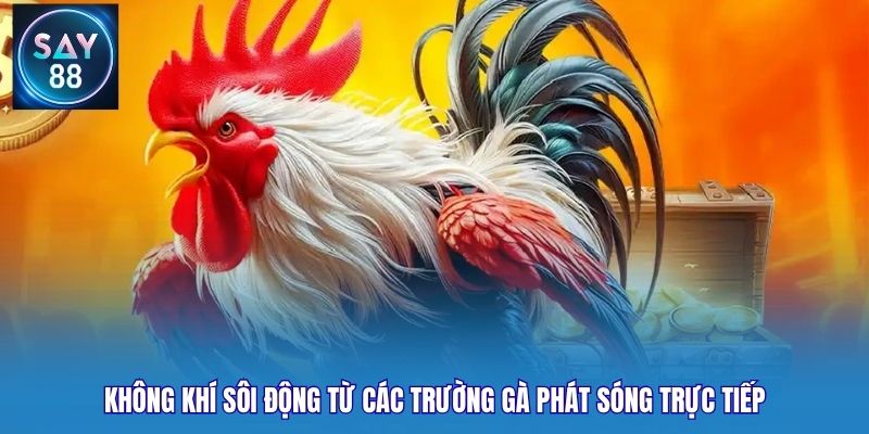 Không khí sôi động từ các trường gà phát sóng trực tiếp