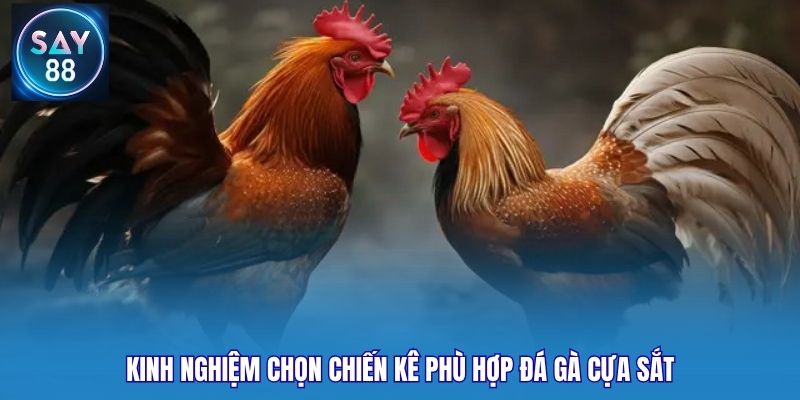 Kinh nghiệm chọn chiến kê phù hợp đá gà cựa sắt