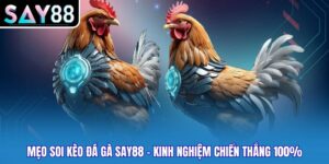Mẹo Soi Kèo Đá Gà Say88 - Kinh Nghiệm Chiến Thắng 100%