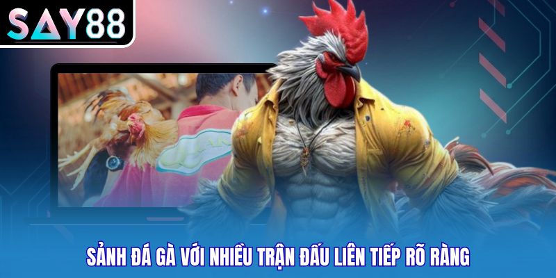 Sảnh đá gà với nhiều trận đấu liên tiếp rõ ràng
