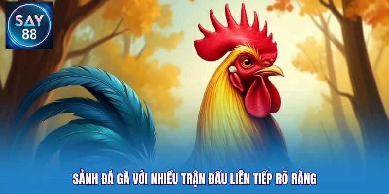 Sảnh đá gà với nhiều trận đấu liên tiếp rõ ràng