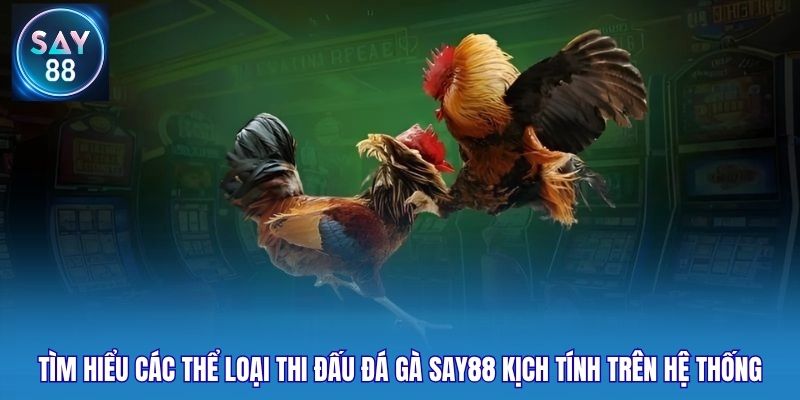 Tìm hiểu các thể loại thi đấu đá gà Say88 kịch tính trên hệ thống